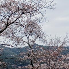 桜